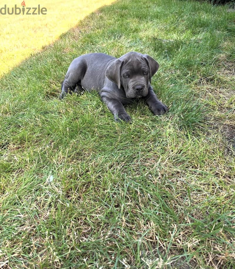 Cane corso 4