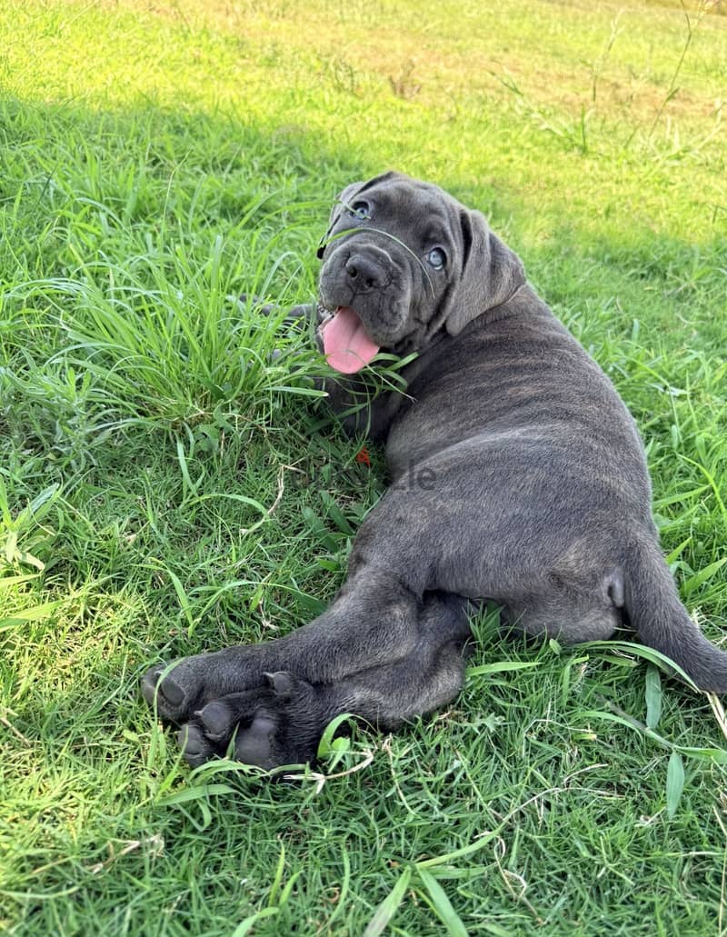 Cane corso 5