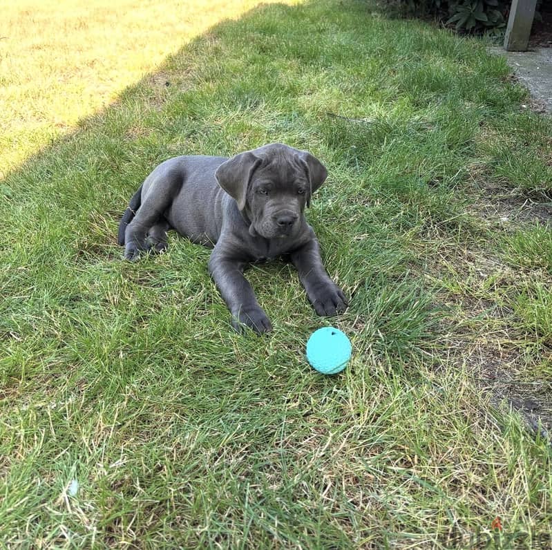 Cane corso 6