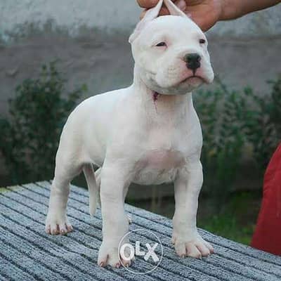 Dogo argentino dog store price