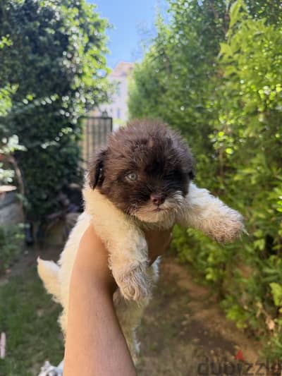 griffon dog