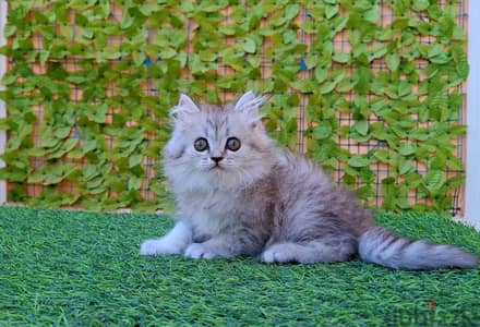 دباديب بيرشن شانشيلاه بيور 50 يوم