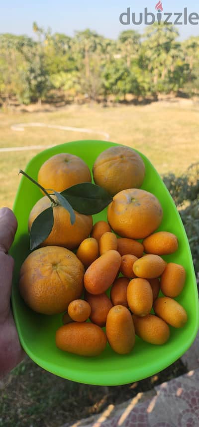 للبيع مزرعة موالح ٨ فدان