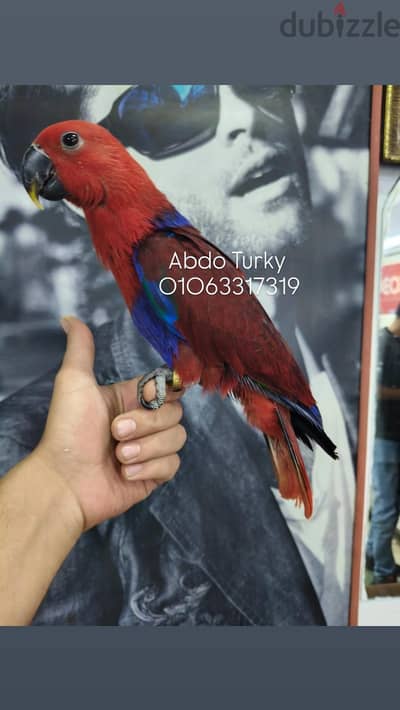 بغبغان اكليكتوس أليفة جدا