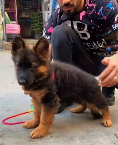 german shepherd show line long hair