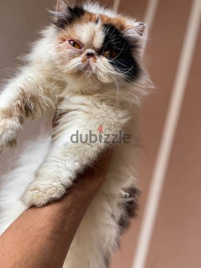 بنوته كاليكو كلاسك