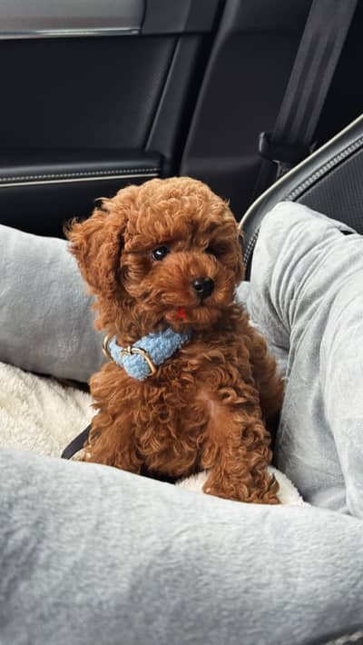 Toy poodle puppies توي بودل