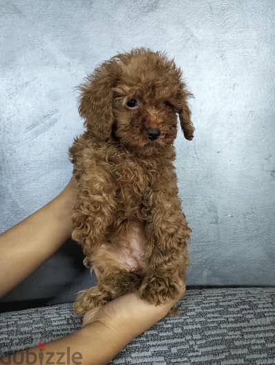 toy poodle female
