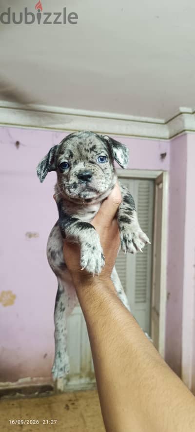 Female French bulldog merll