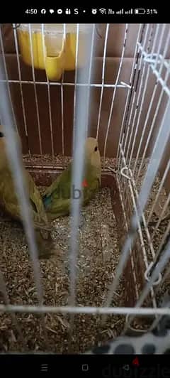 اتنين روز. مفطوم٤شهور