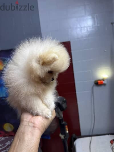 pomeranian tea cup