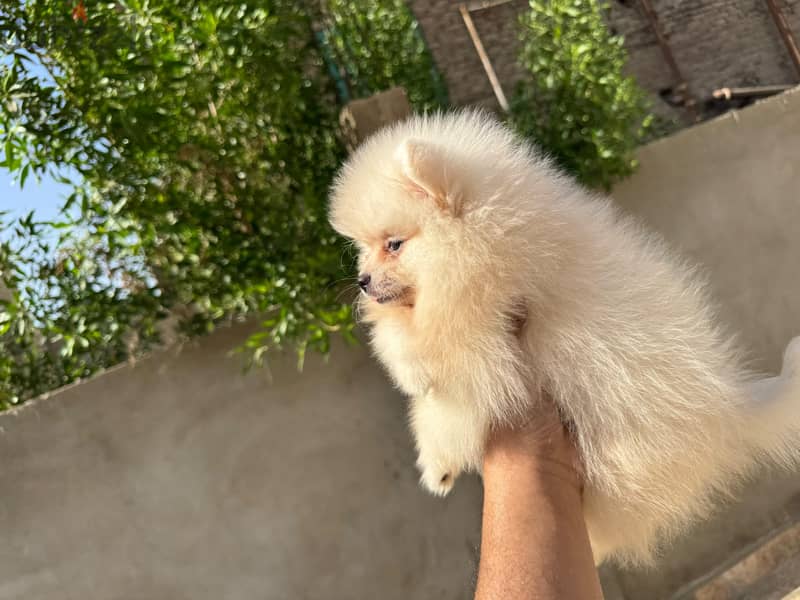 pomeranian tea cup 1