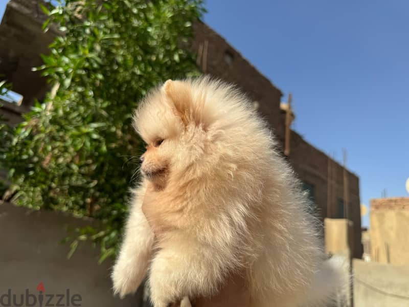pomeranian tea cup 2