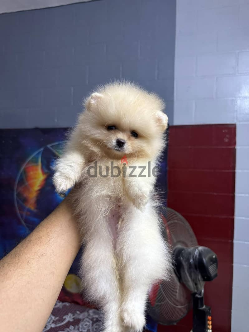 pomeranian tea cup 4