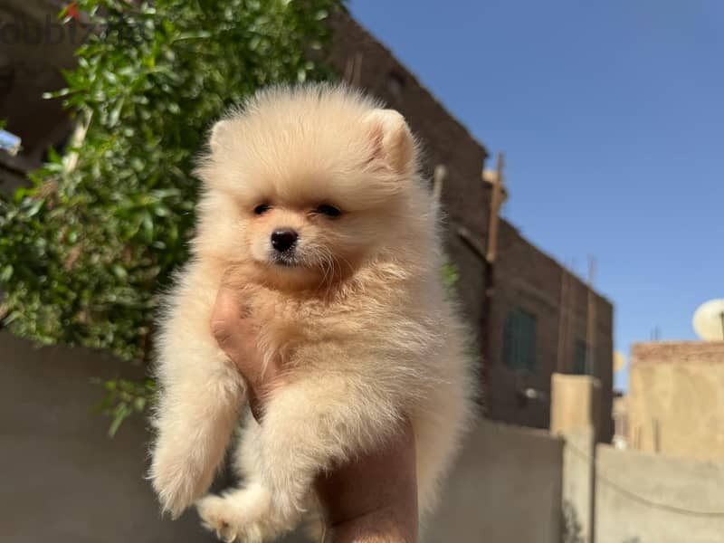 pomeranian tea cup 5
