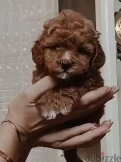 toy poodle