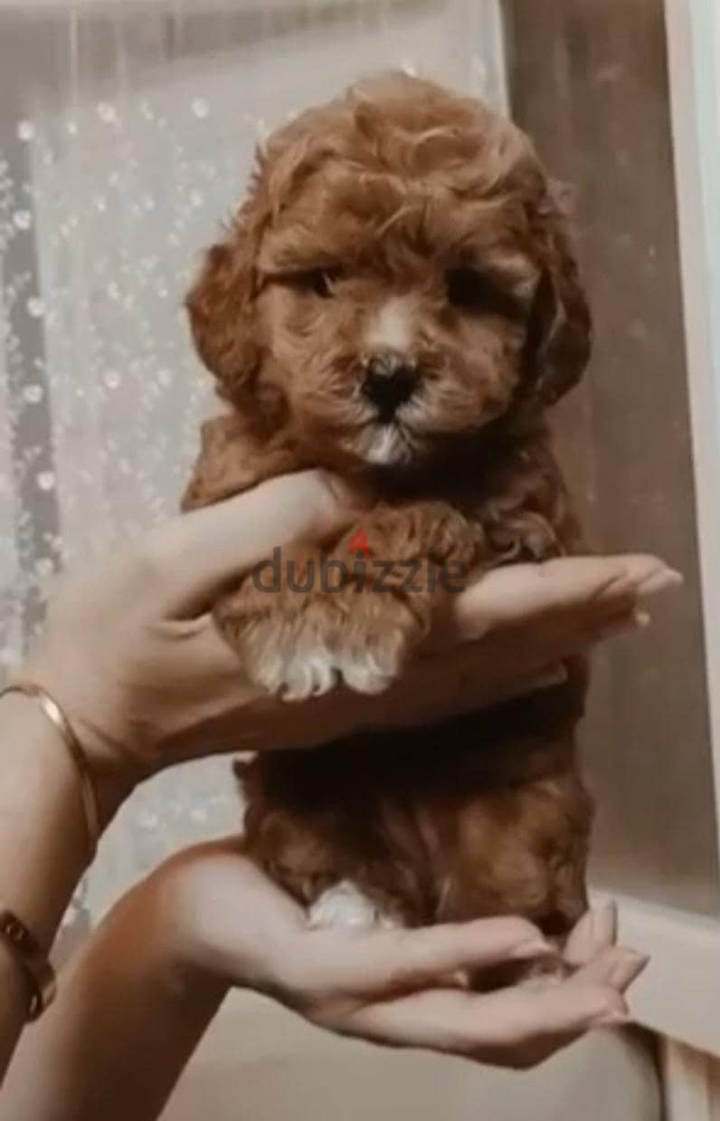 toy poodle 1