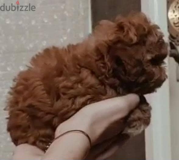 toy poodle 2