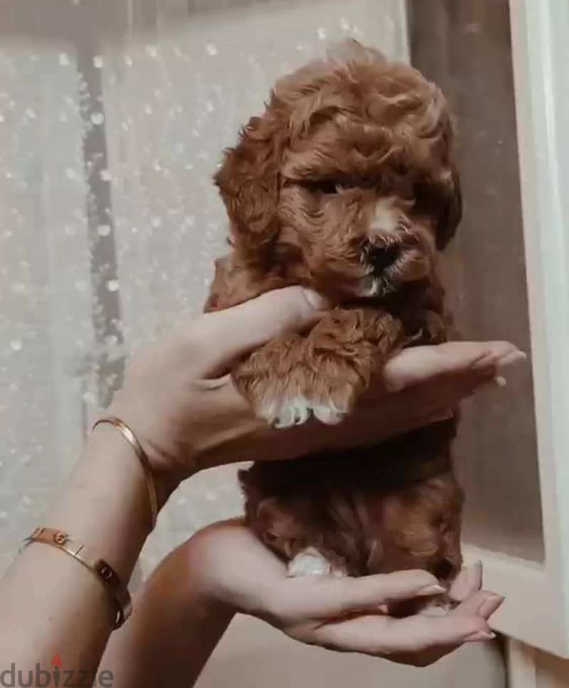 toy poodle 3