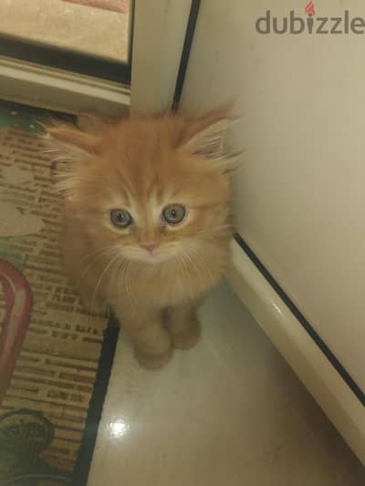 قطه بنت شيرازي بيور