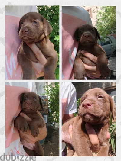 Labrador chocolate female