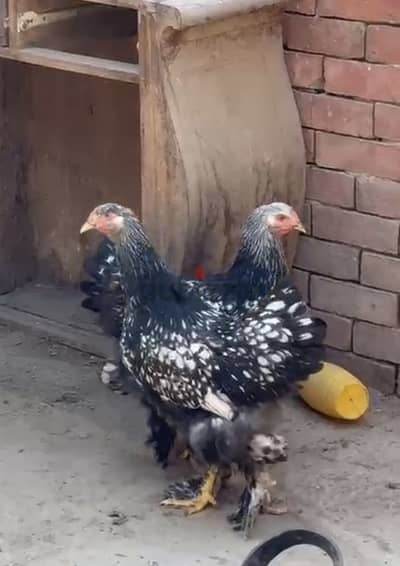 براهما مستوي ممتز اسبريت فضي