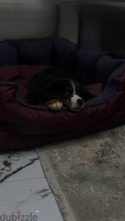  Bernese Mountain Dog – Female | Looking for a New Home