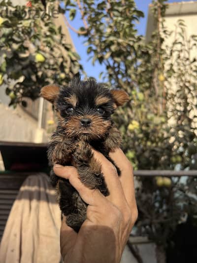 Yorkshire puppies teacup top quality