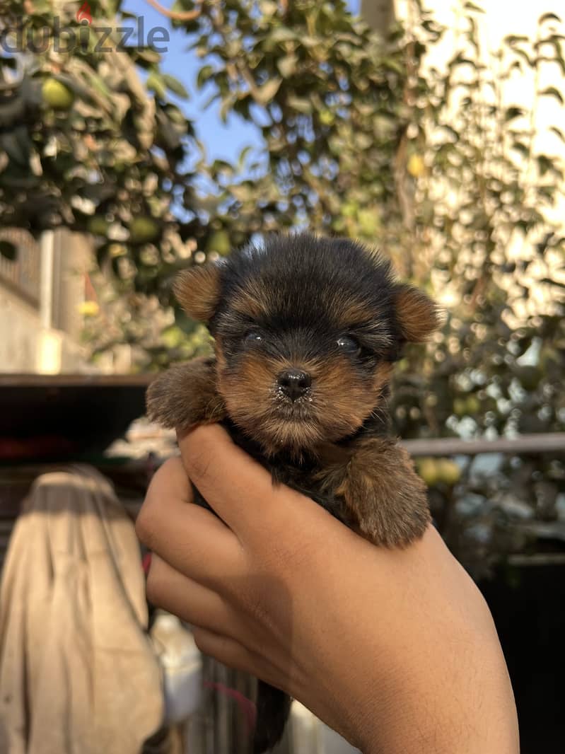 Yorkshire puppies teacup top quality 1