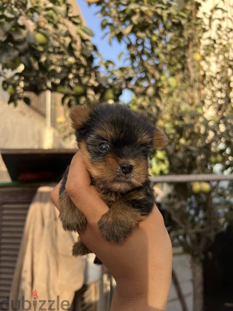Yorkshire puppies teacup top quality 2