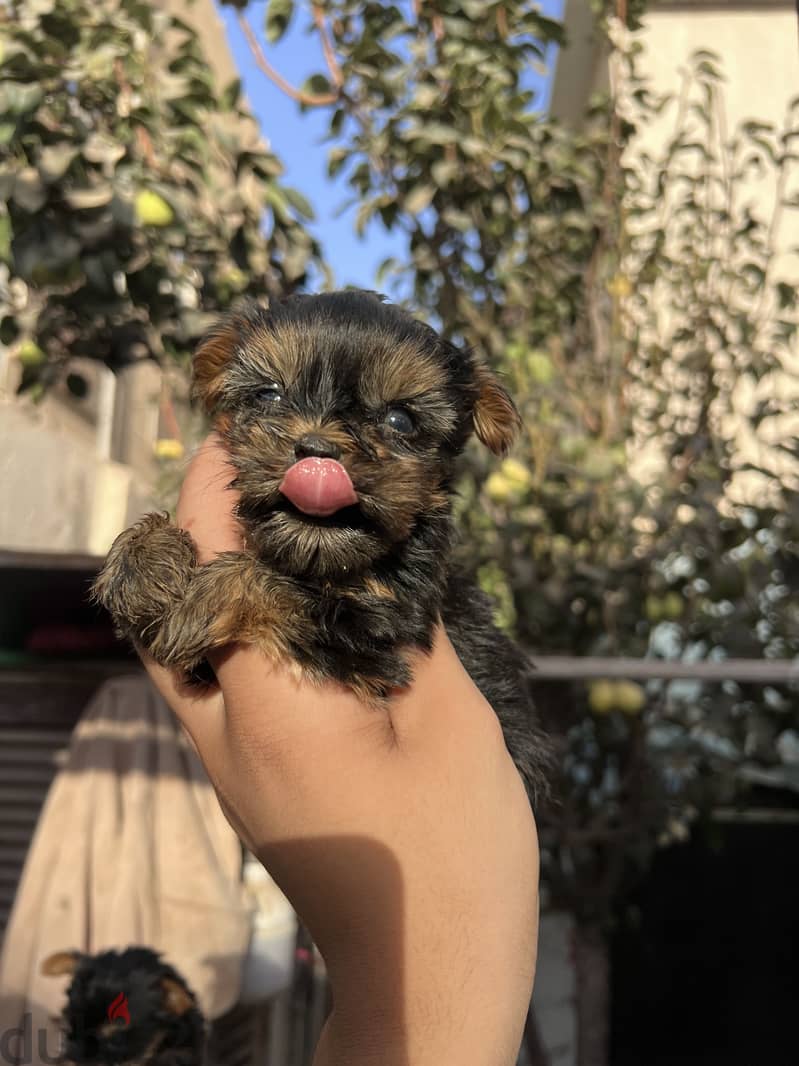 Yorkshire puppies teacup top quality 3