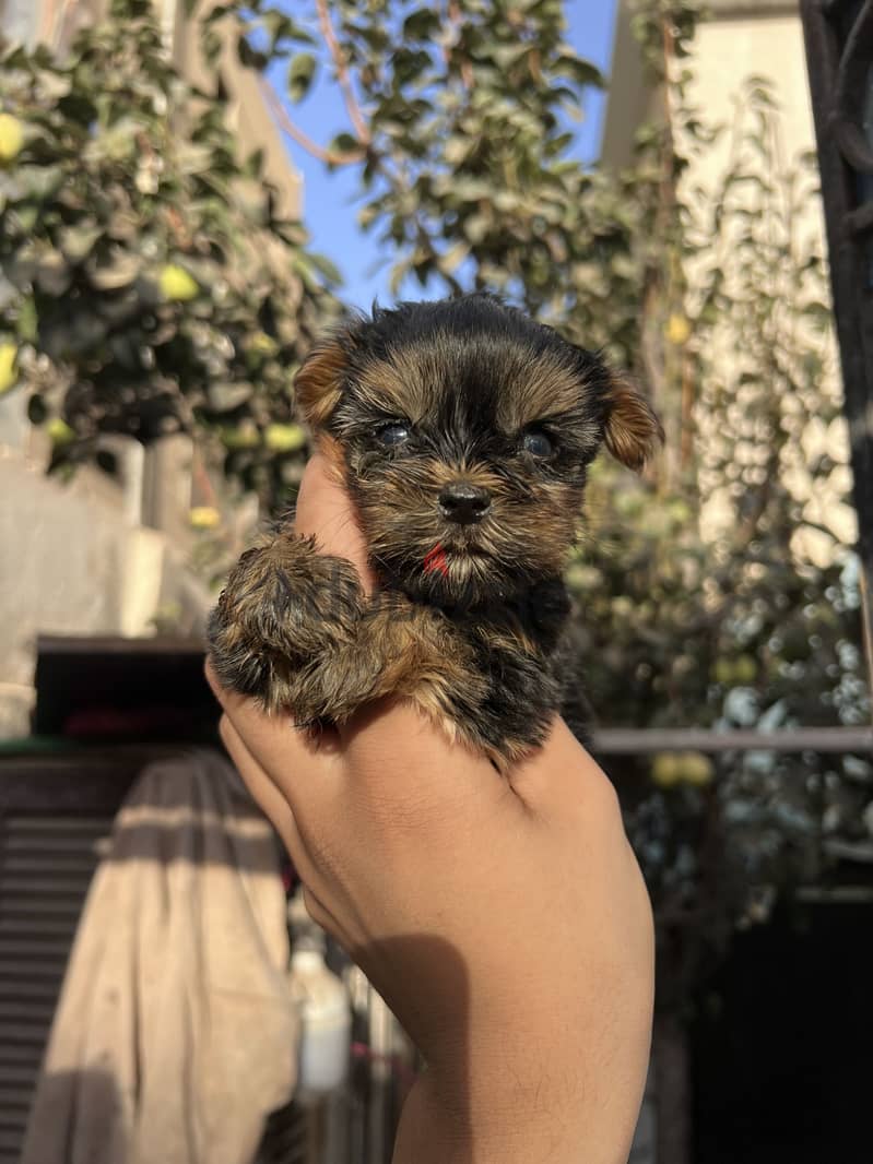 Yorkshire puppies teacup top quality 5