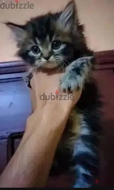 قط شيرازي 47 يوم يرجي الاتصال علي 01094843595