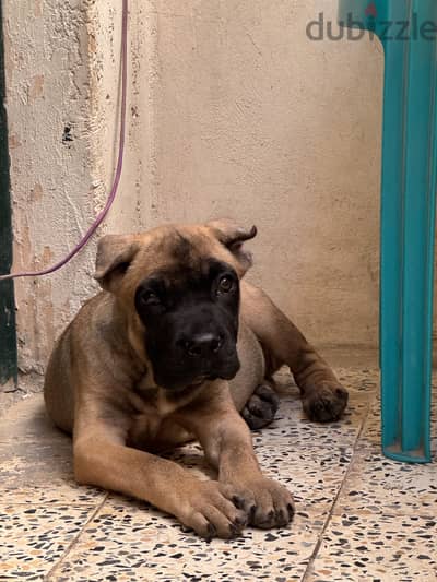 Canecorso black masked fawn