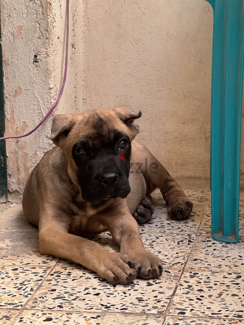 Canecorso 1