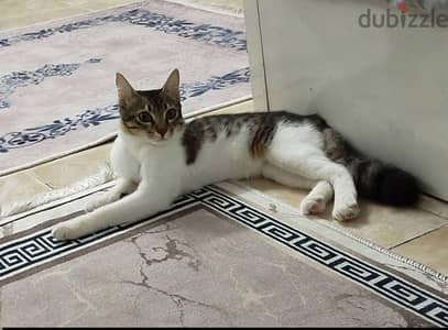 قطة خليط شيرازي على بلدي تبني