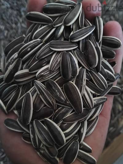 بذور عباد الشمس