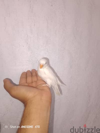 روز البينوا مدرب بدون عض بيقف على الايد هادي واليف