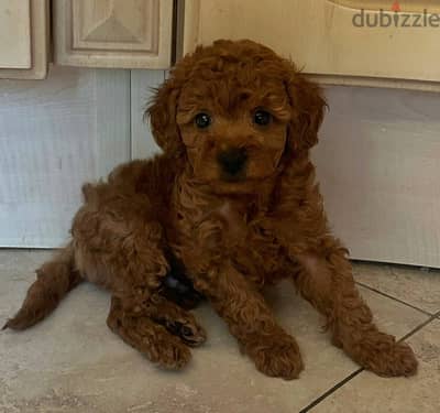 Toy Poodle Female Puppy 2 Months