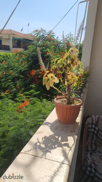 For Arab and foreign students, a rental room in Kafr Abdo for students and for the study period or annually, furnished and equipped in Kafr Abdo, a new tower