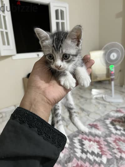 قطه تبني