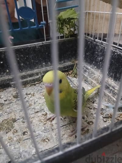 عصفورين بادجي للبيع