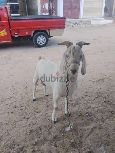 جدي فرنساوي علي بور