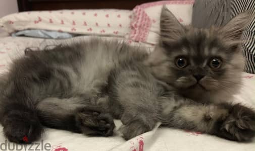 Shirazi Kitten cute female - قطة شيرازي بنت