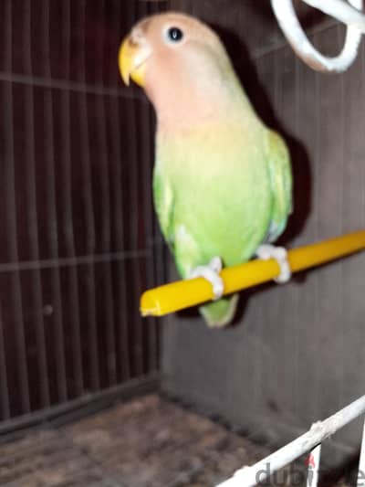 نتايه روز
