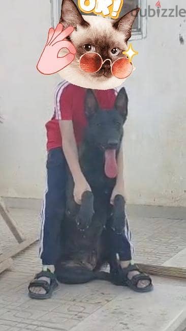 مالينوا