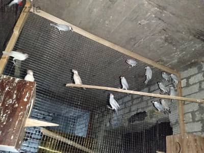 مجموعه عصافير جوا سيلفر و فون