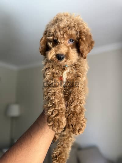 Toy poodle for sale