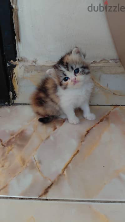 قطط بيرشن زيرار