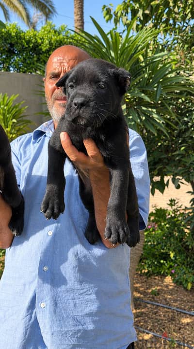 Cane corso puppies